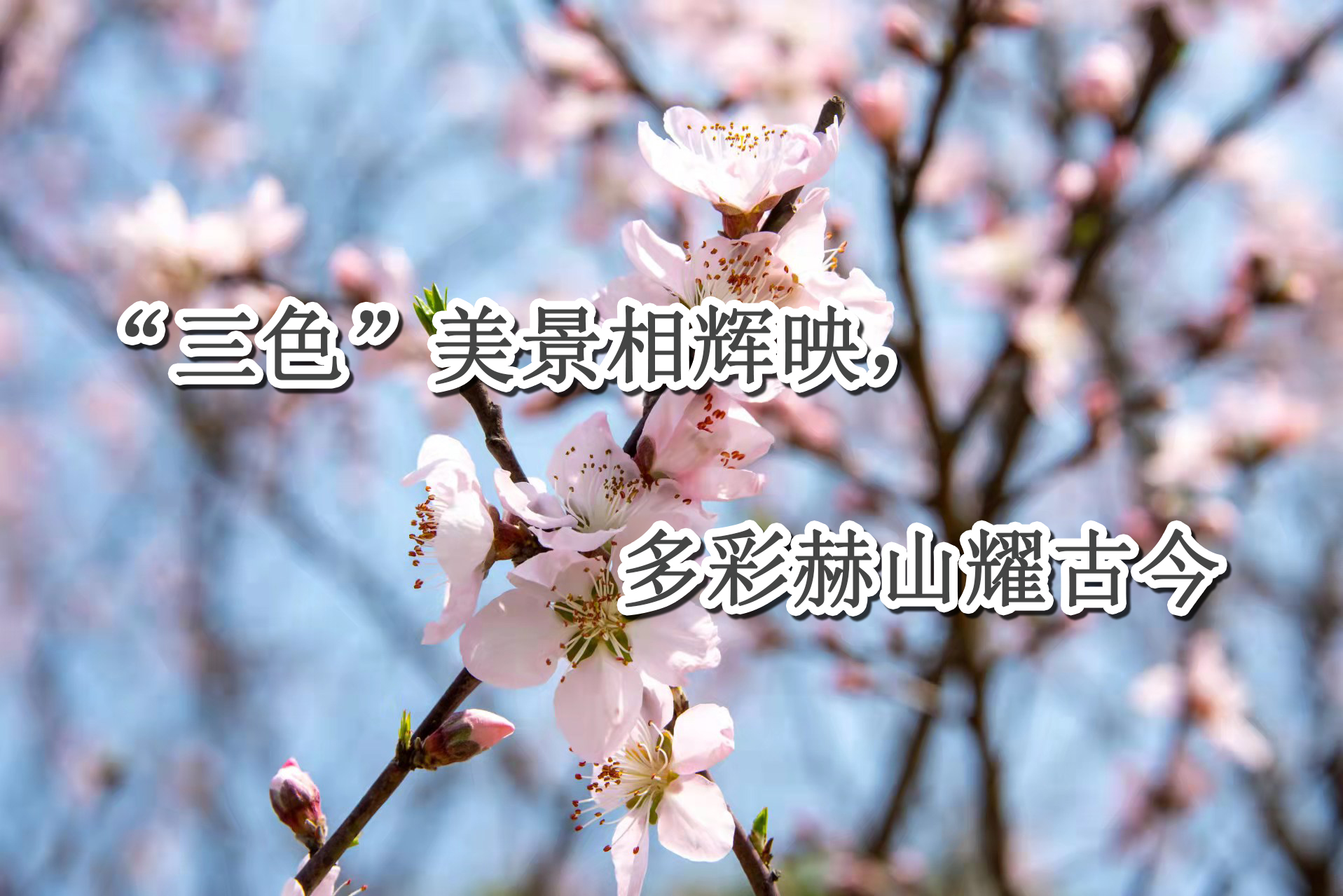 ǼƼ | ǣɫӳʺɽҫŽ